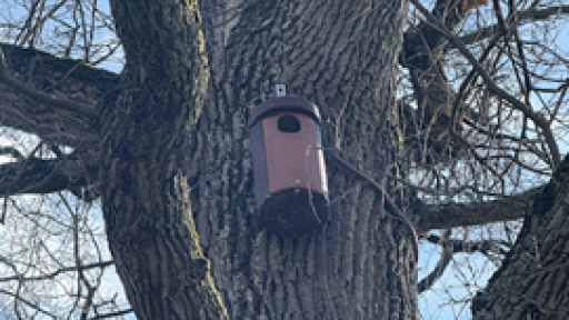 Vue d'un nichoir pour oiseau dans un arbre