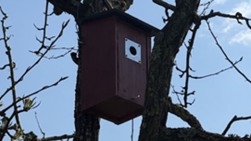 Vue d'un nichoir pour oiseau dans un arbre