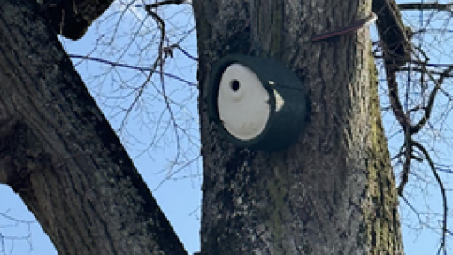Vue d'un nichoir pour oiseau dans un arbre