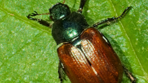 photo d'un scarabée japonais sur une feuille