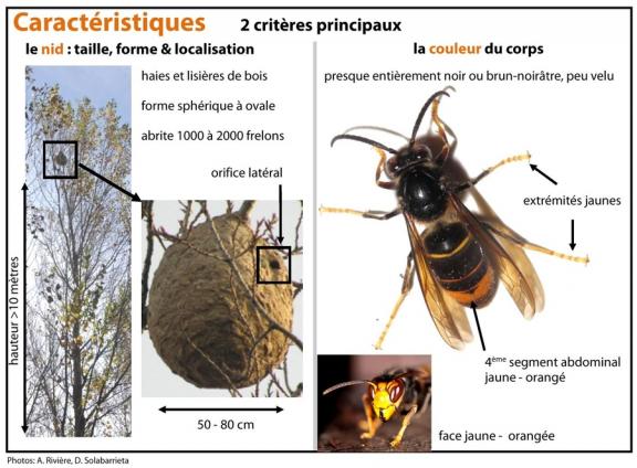 vue d'un nid de frelon asiatique et vue détaillée d'un frelon asiatique