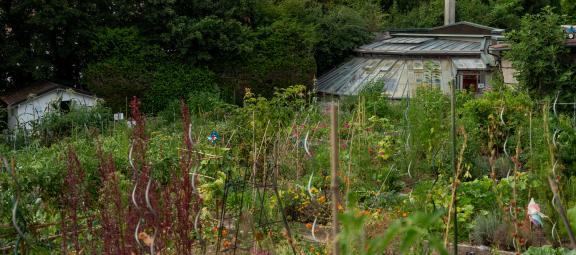 vue du potager par Jean Luc Andrianasolo