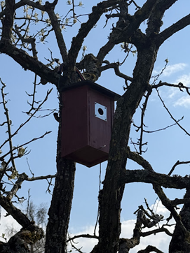 Vue d'un nichoir pour oiseau dans un arbre