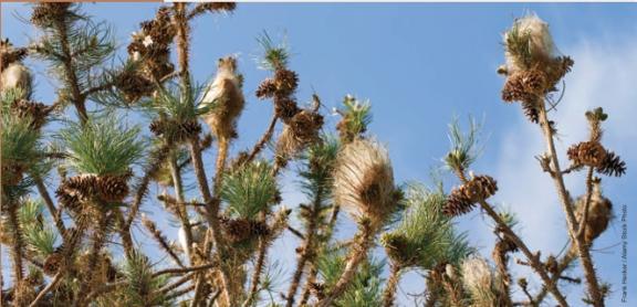 vue de nids de processionnaire du pin
