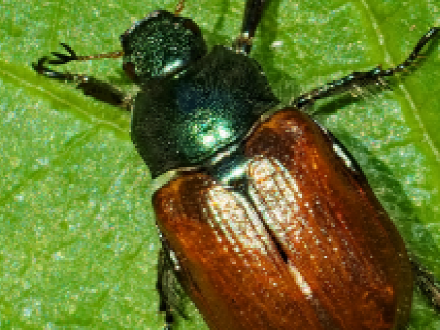 photo d'un scarabée japonais sur une feuille