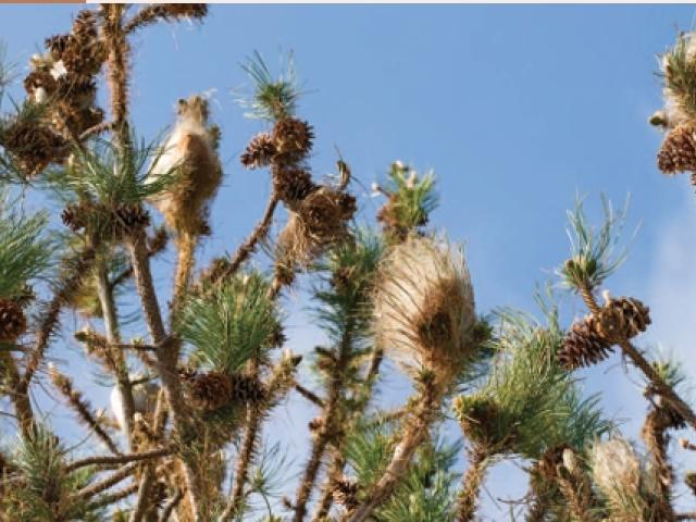 vue de nids de processionnaire du pin