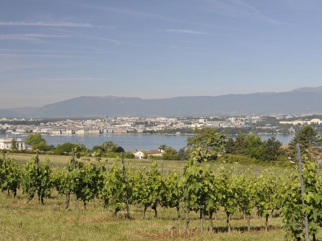 Mise à ban du vignoble