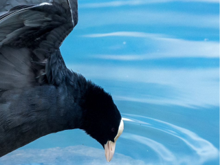 tête d'une poule d'eau avec le bec efflurant l'eau du bord du lac