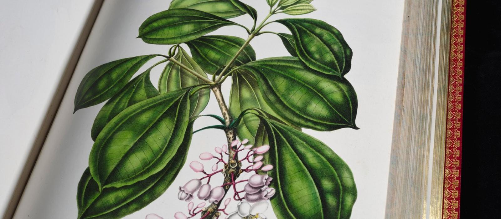 Page d'un herbier imprimé