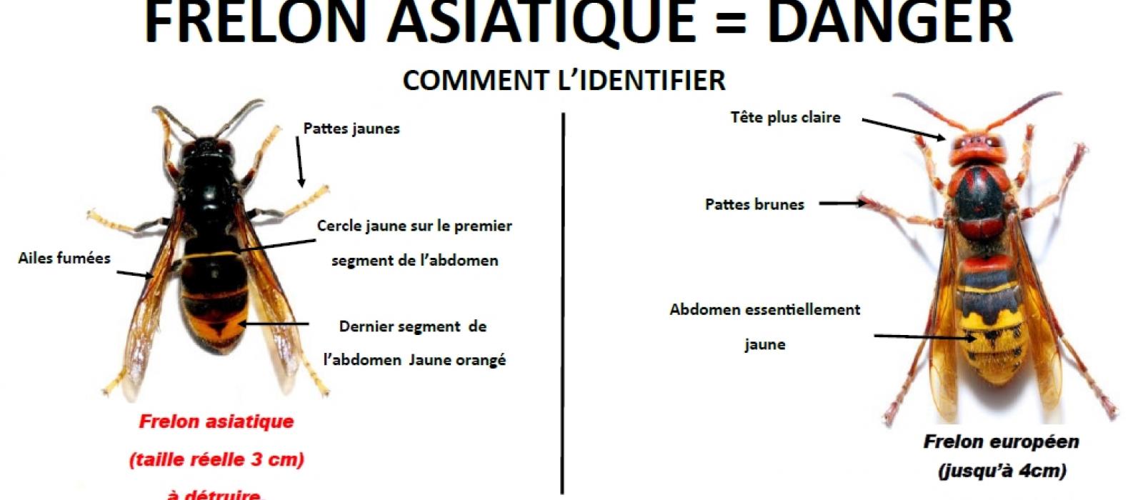 illustration de comparaison entre frelon européen et asiatique
