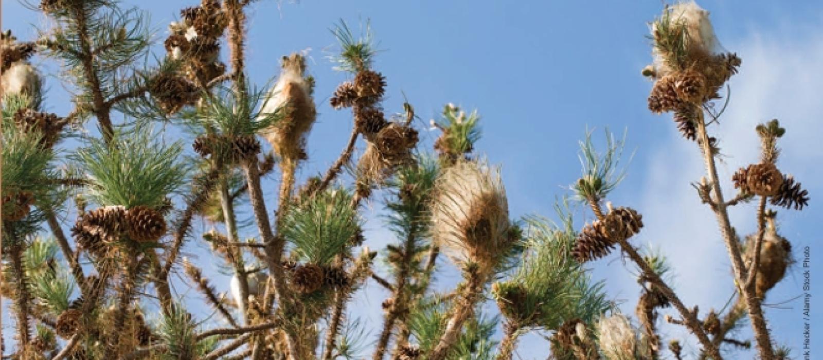 vue de nids de processionnaire du pin