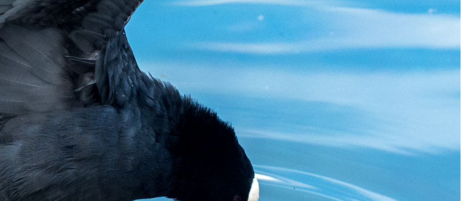 tête d'une poule d'eau avec le bec efflurant l'eau du bord du lac