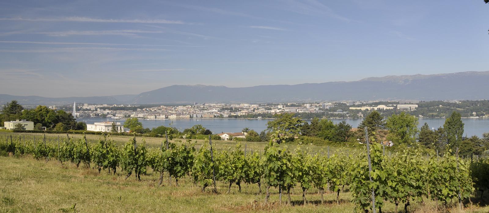 Mise à ban du vignoble Mise à ban du vignoble