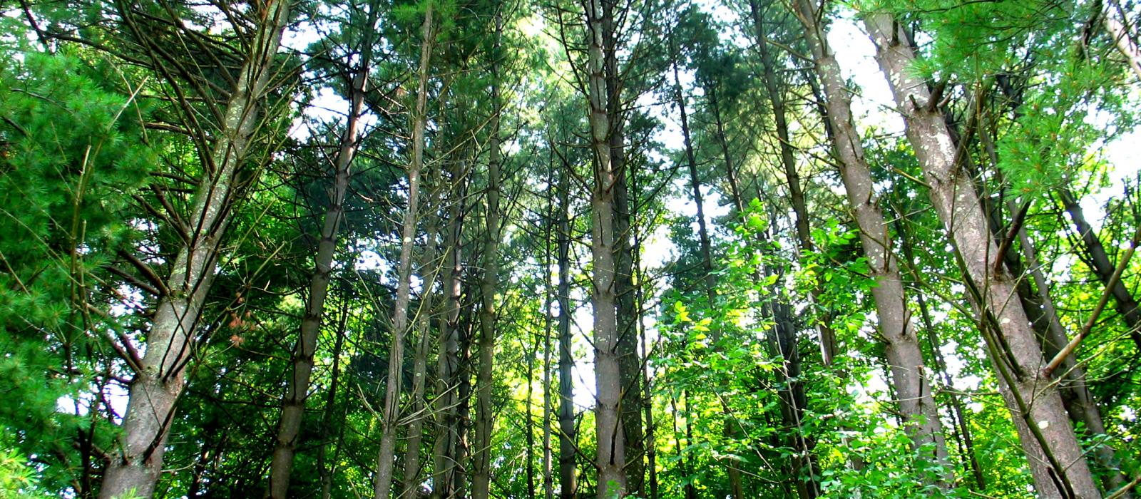 Déchets de jardin / Déchets verts