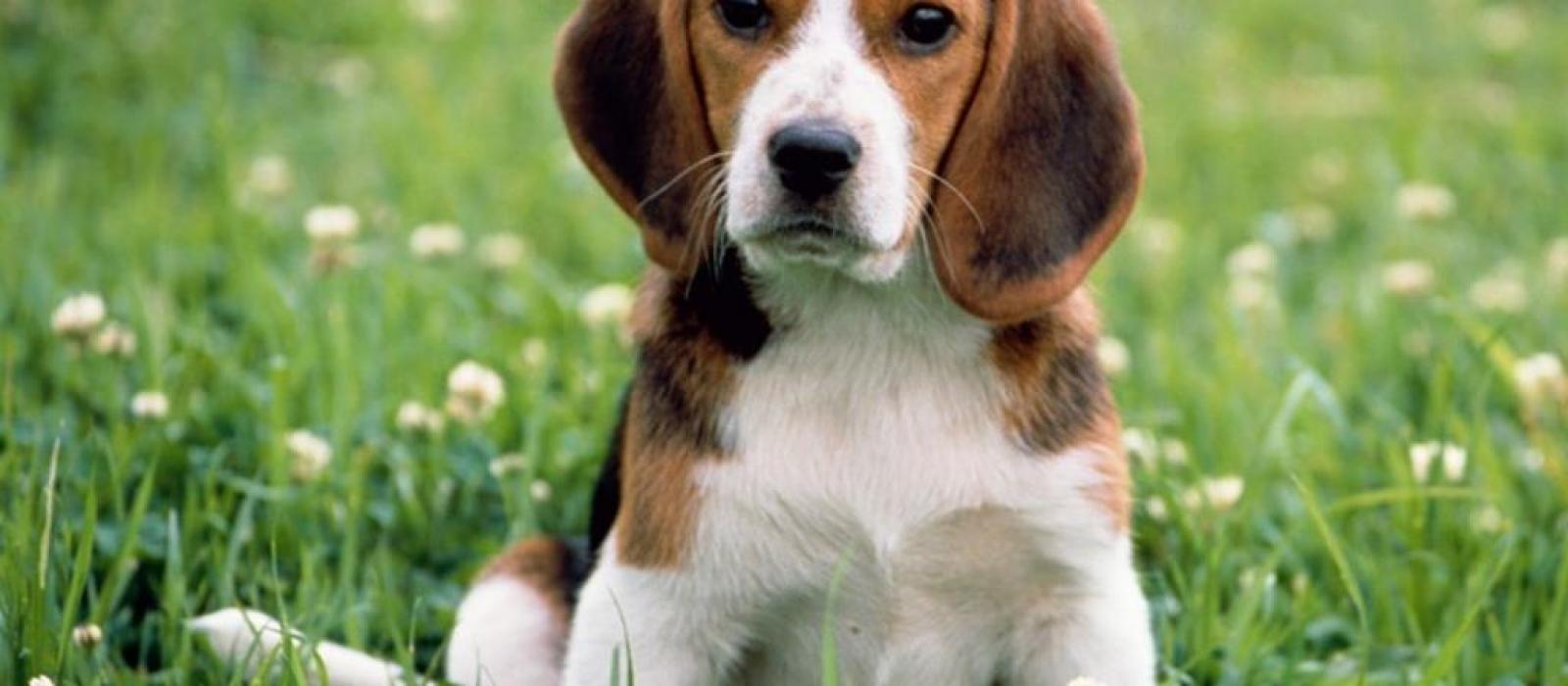 Médailles pour chiens Médailles pour chiens